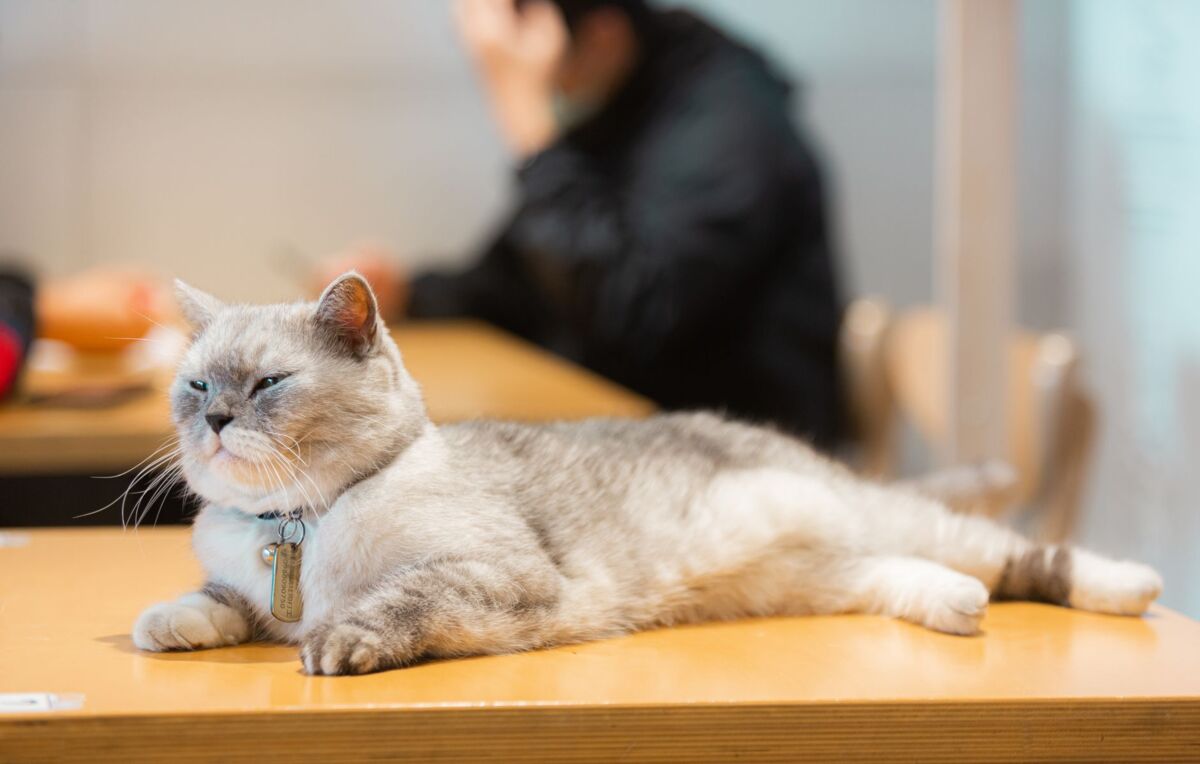 Cat Cafe Singapore: A Family Guide to Animal Cafes