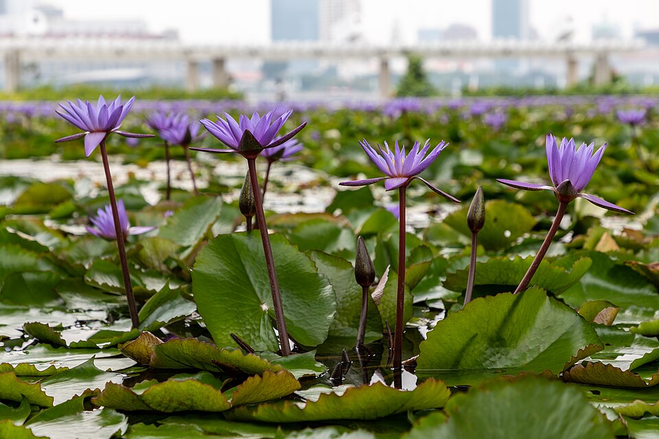 Purple water lilies blooming in the lily pond surrounding the ArtScience Museum