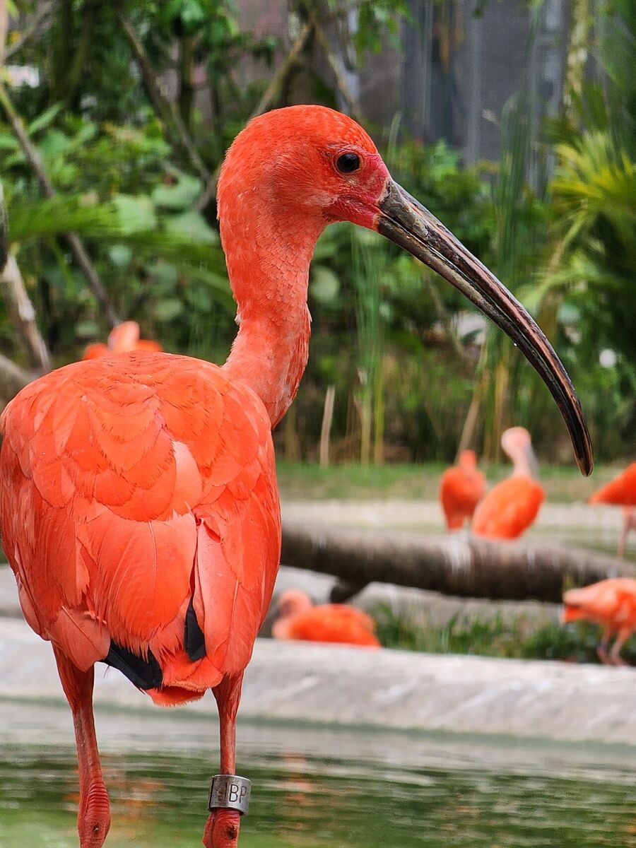 Bright orange scarlet ibis wading by the water with a flock in the background at Bird Paradise