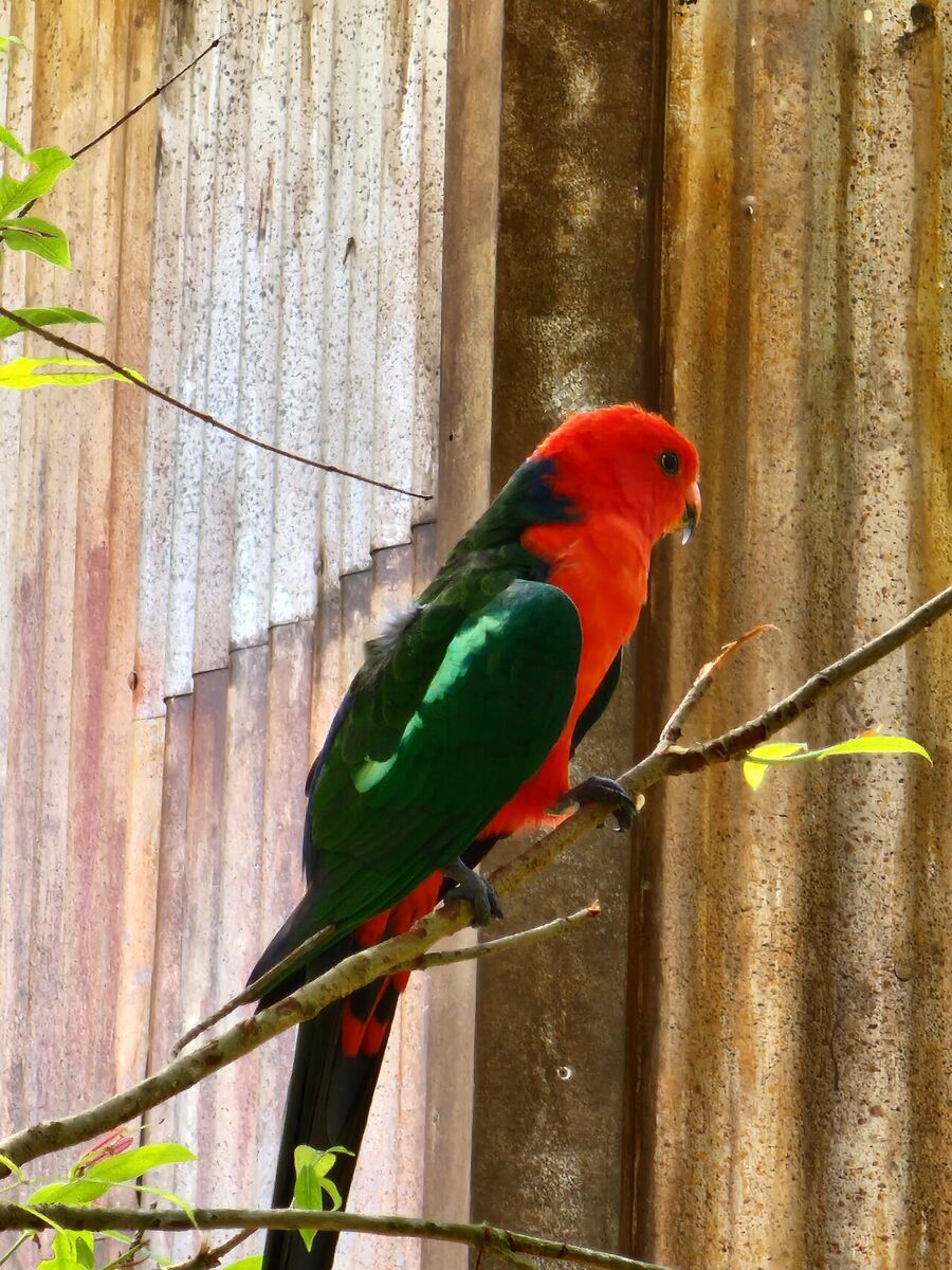 Red and green Australian king parrot perched on a branch at Bird Paradise