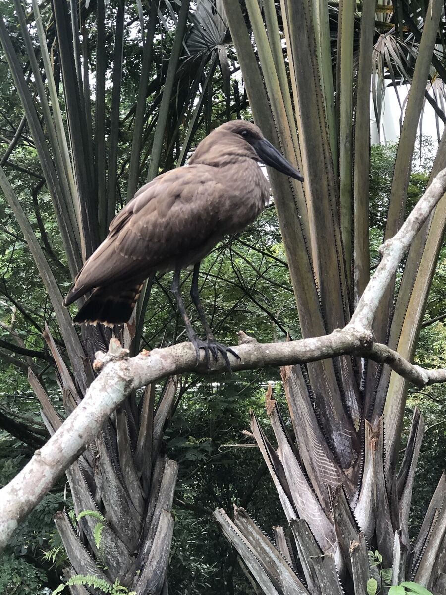 Brown hamerkop bird perched on a branch amid lush greenery at Bird Paradise