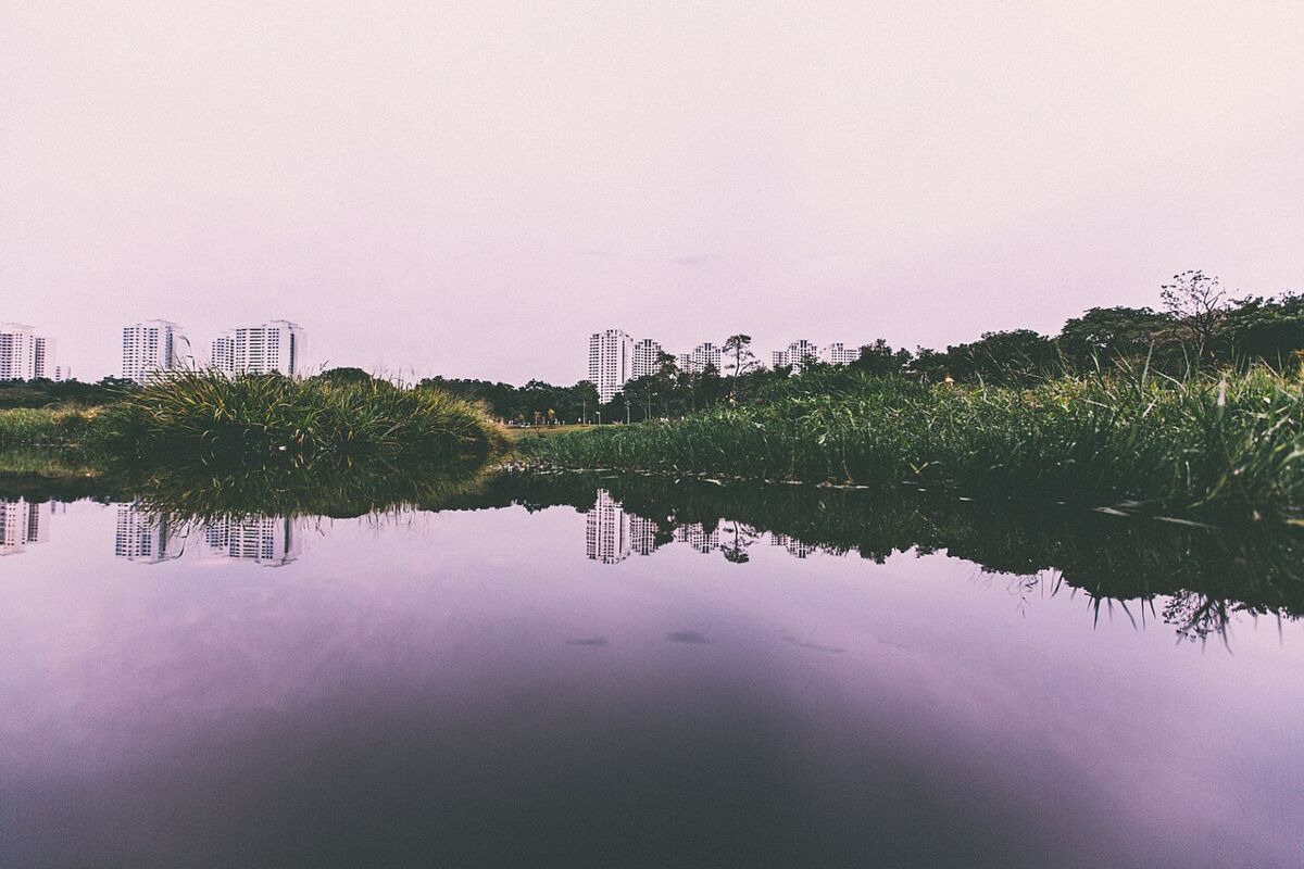 Calm pond at Bishan-Ang Mo Kio Park reflecting reeds, trees and distant tower blocks at dusk