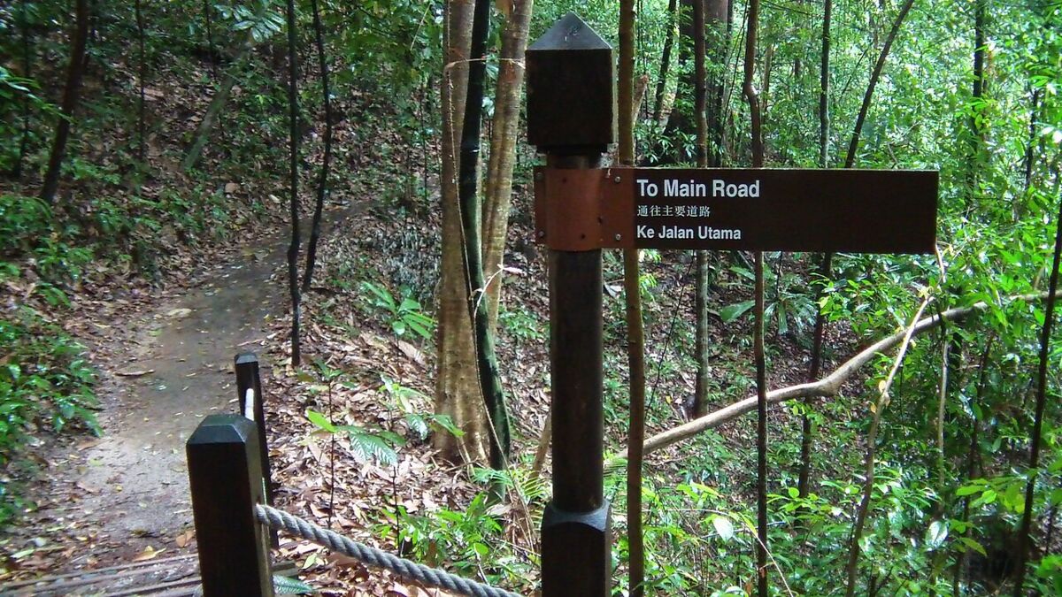 Bukit Timah Nature Reserve: A Family Guide to Singapore's Highest Hill