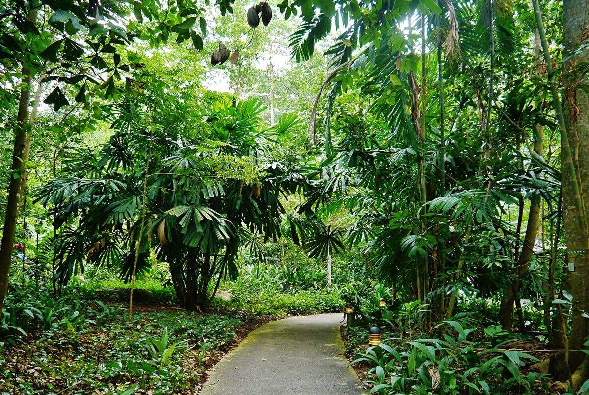 Paved walking path winding through lush palms and tropical greenery at Bukit Timah Nature Reserve
