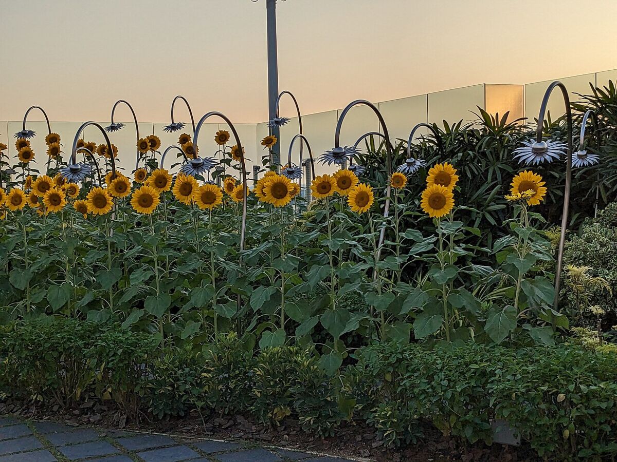 Rows of blooming sunflowers at the rooftop Sunflower Garden in Changi Airport at sunset