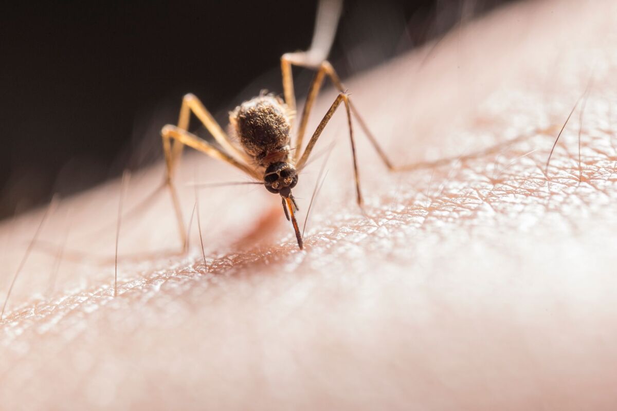 Mosquito Repellent for Kids in Singapore: A Parent's Guide to Dengue Protection