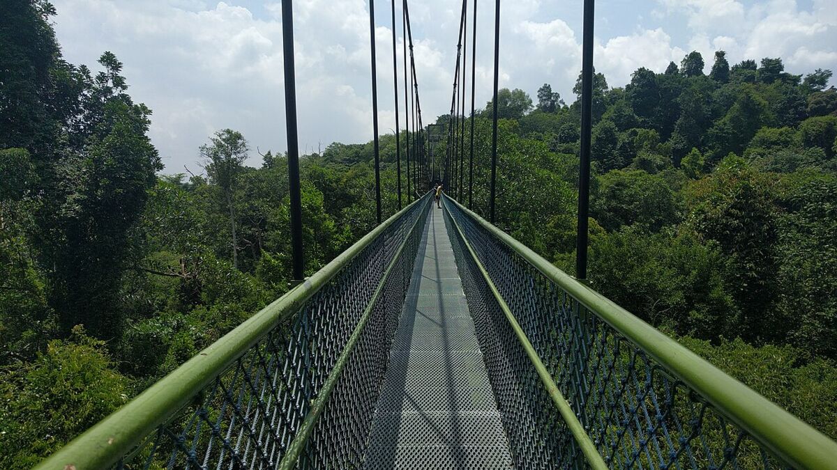 Easy Nature Trails in Singapore for Families: Gentle Walks the Whole Crew Can Manage