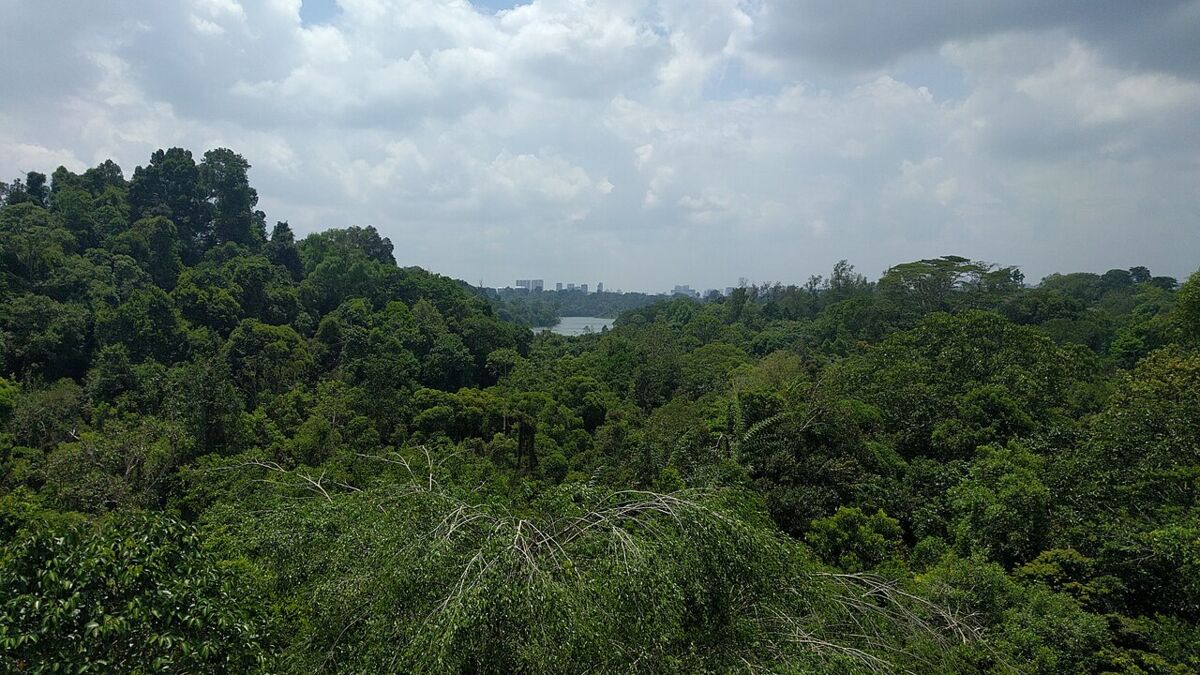 Lush rainforest canopy overlooking MacRitchie Reservoir from the nature trail in Singapore