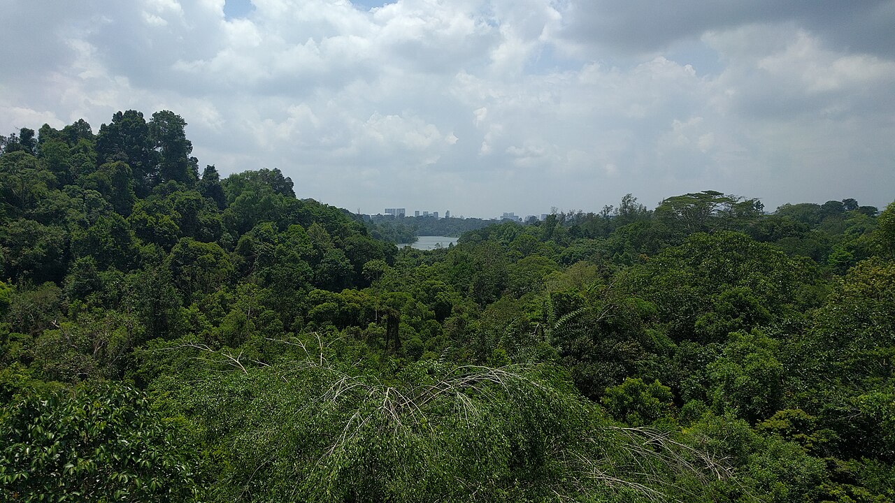 Lush rainforest canopy overlooking MacRitchie Reservoir from the nature trail in Singapore