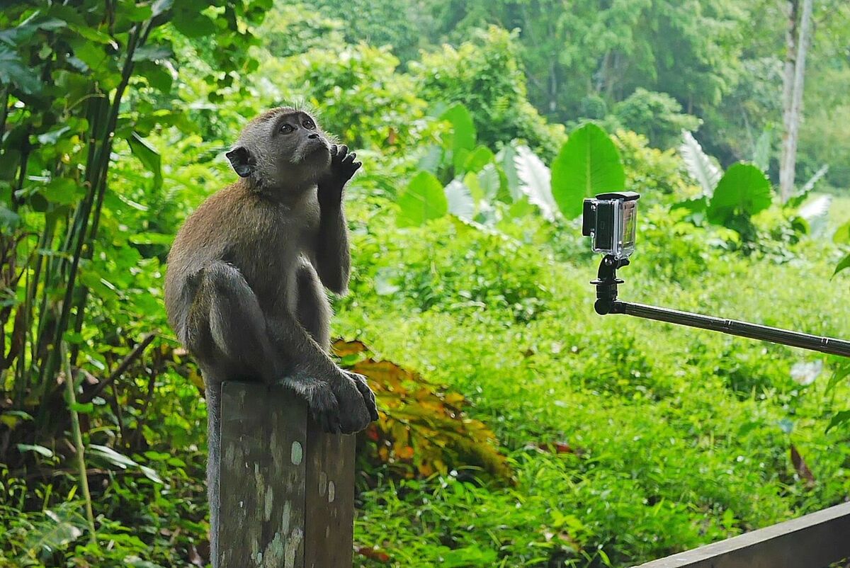 A long-tailed macaque perched on a wooden post beside greenery along the MacRitchie Nature Trail, Singapore