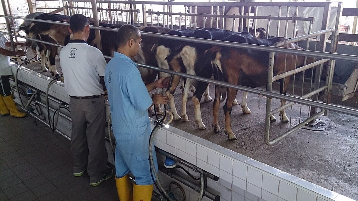 Farms in Singapore: A Family Guide to the Kranji Countryside
