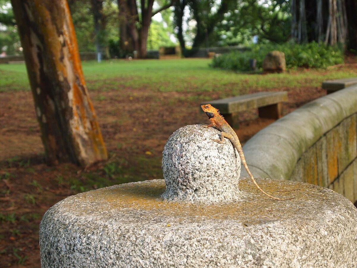 Small orange-headed garden lizard perched on a stone post in Fort Canning Park