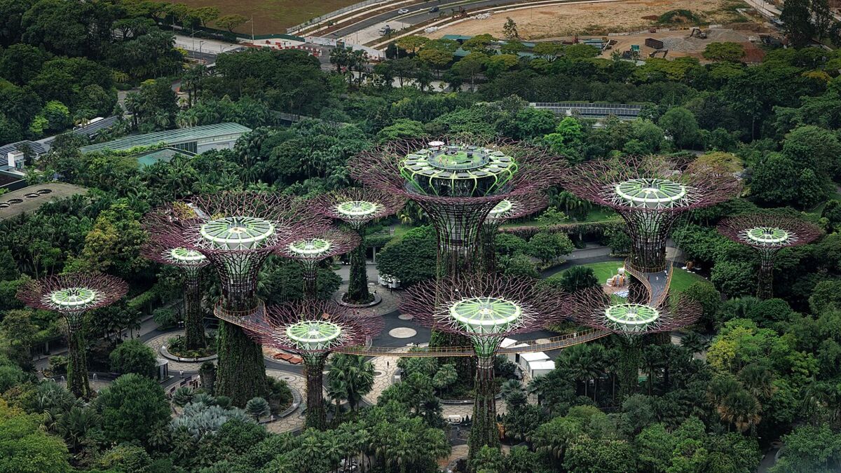 Aerial close-up of the Supertree Grove canopy and elevated walkway at Gardens by the Bay