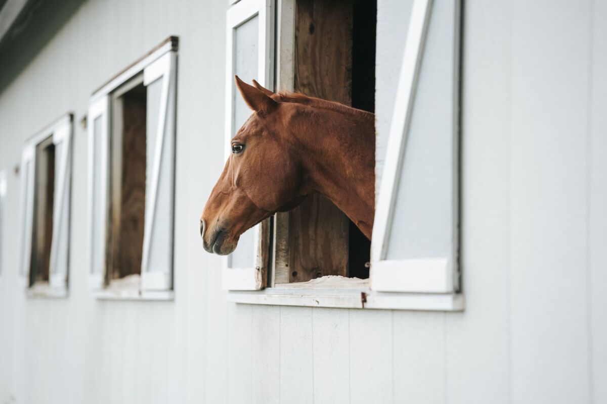A chestnut horse looks out from a stable window on a serene farm.