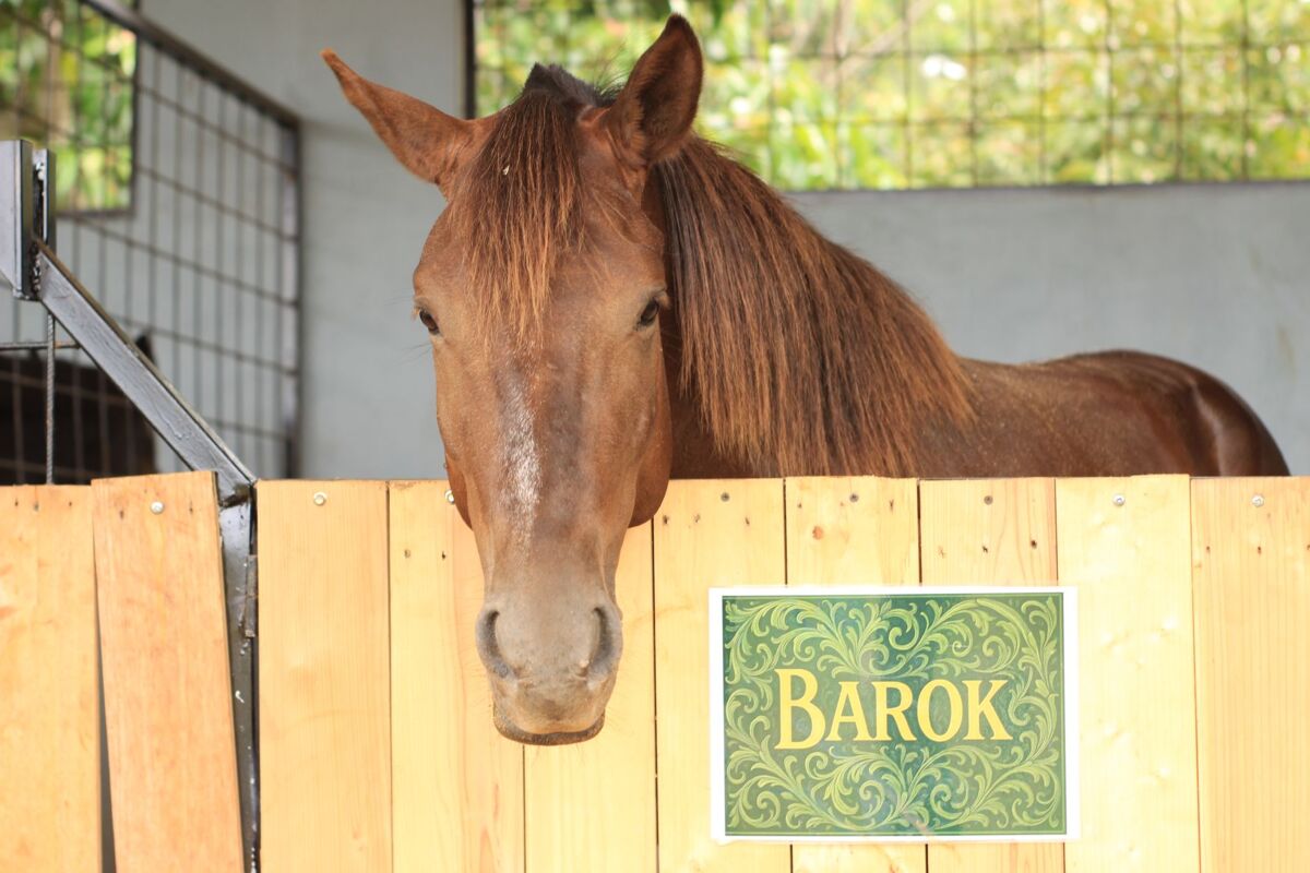 A brown horse peeking over a stable fence with a decorative nameplate saying 'Barok'.