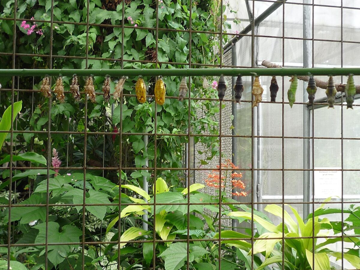 Rows of butterfly chrysalises hanging in a netted garden enclosure surrounded by tropical plants at HortPark