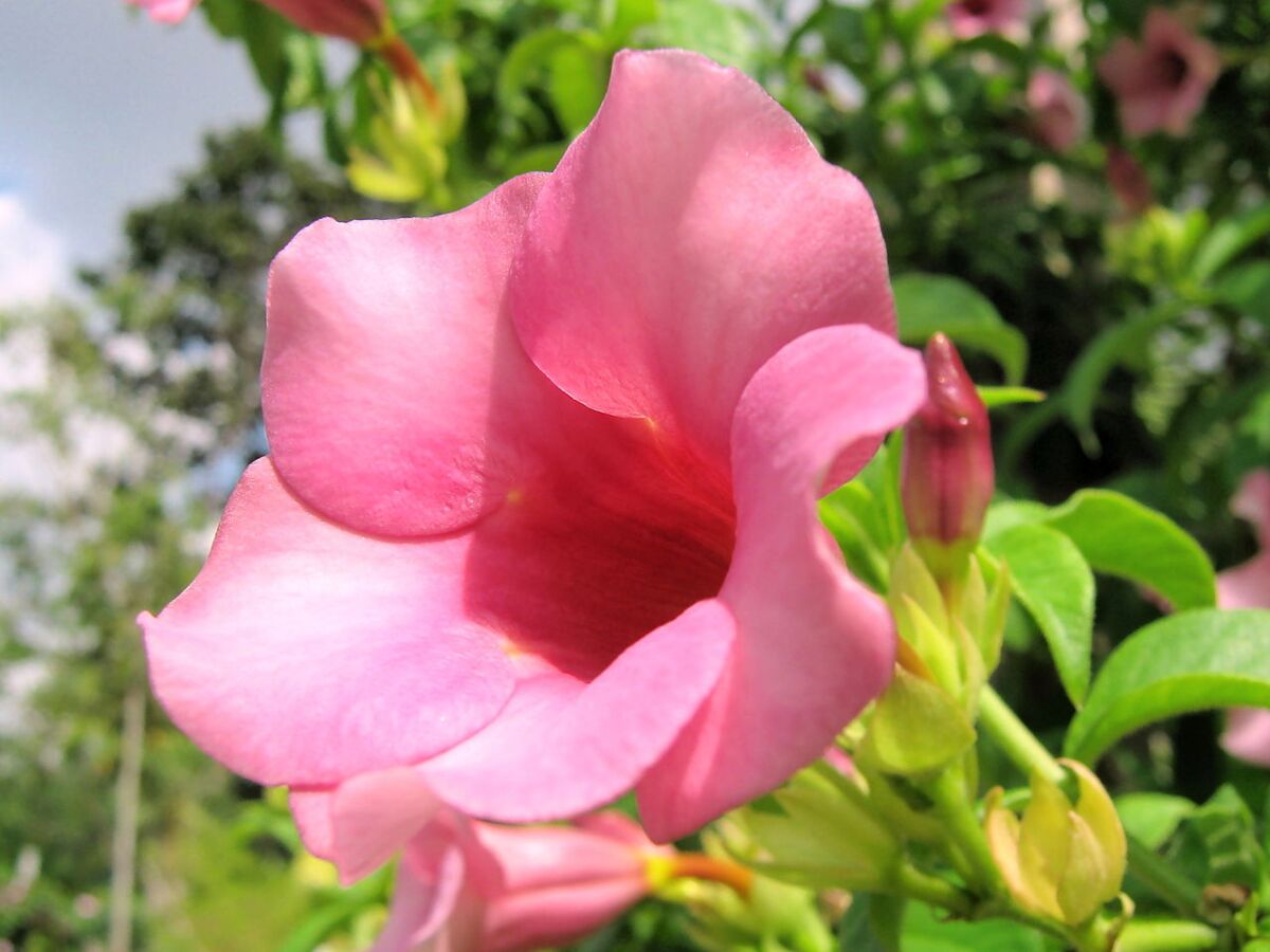 Close-up of a pink trumpet-shaped allamanda flower blooming in a garden bed at HortPark