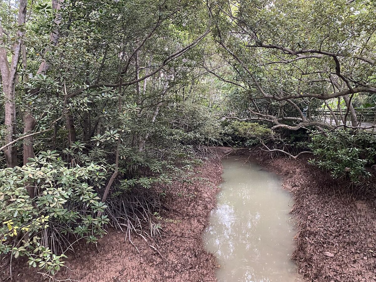 Mangrove-lined tidal stream running through dense forest at Labrador Nature Reserve