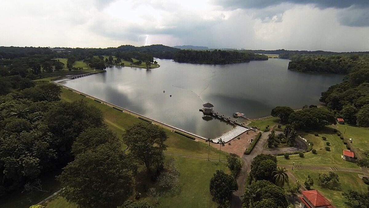 Lower Peirce Reservoir Park: A Family Guide to Singapore's Boardwalk Through the Rainforest