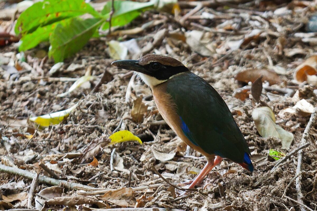 A colourful Mangrove Pitta bird foraging among leaf litter in the forest at Lower Peirce Reservoir