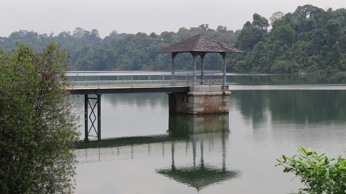 MacRitchie Reservoir Family Guide: Walks, TreeTop Walk and What to Know