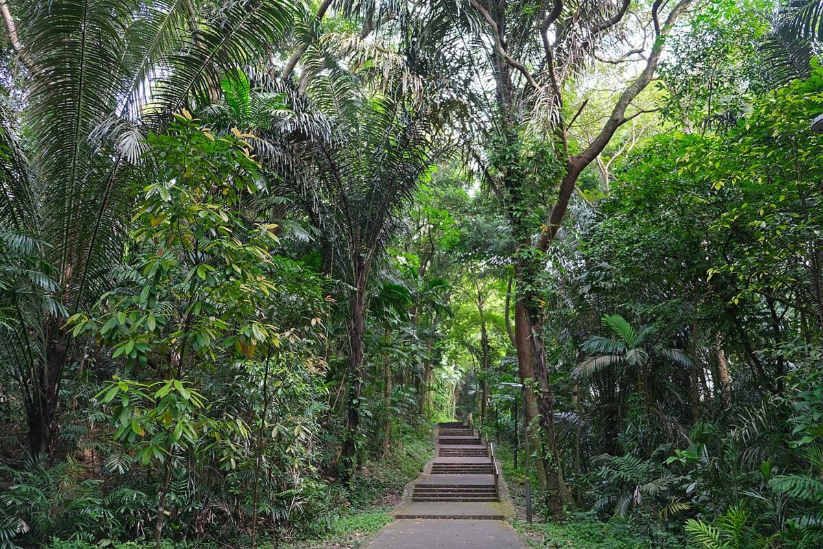 Lush green walking trail with steps winding through forest in Mount Faber Park