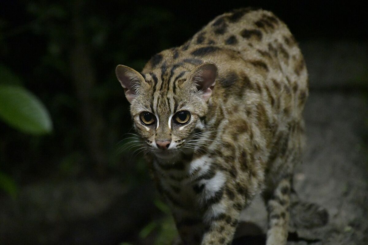 A spotted fishing cat prowling at night under low light at the Singapore Night Safari