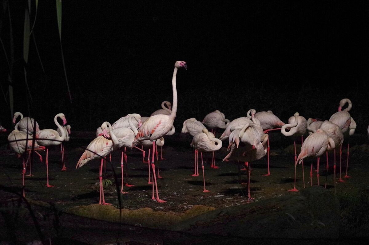 A flock of pink flamingos standing under soft lighting in a night enclosure at the Singapore Night Safari