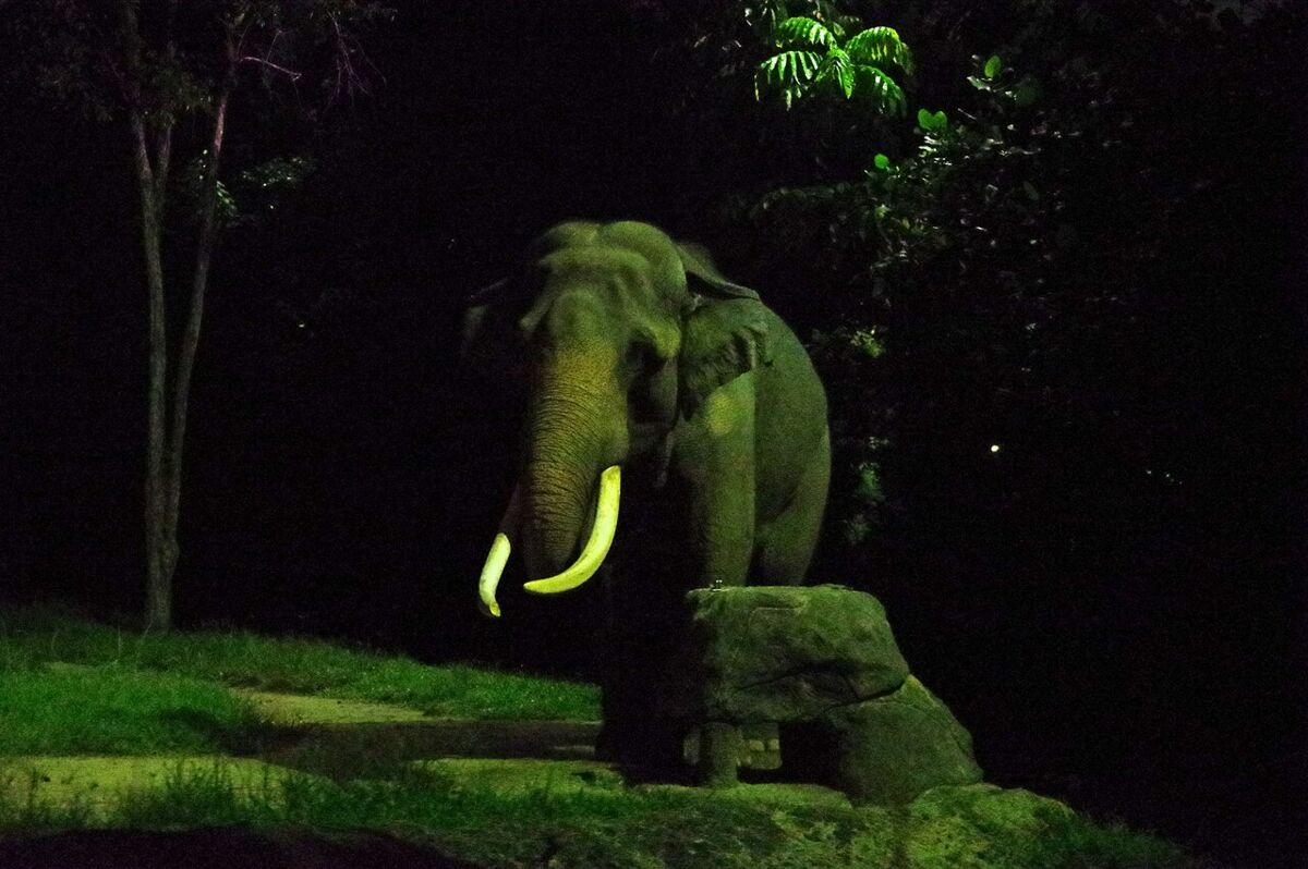 An Asian elephant with long tusks lit by gentle night lighting on a grassy hill at the Singapore Night Safari