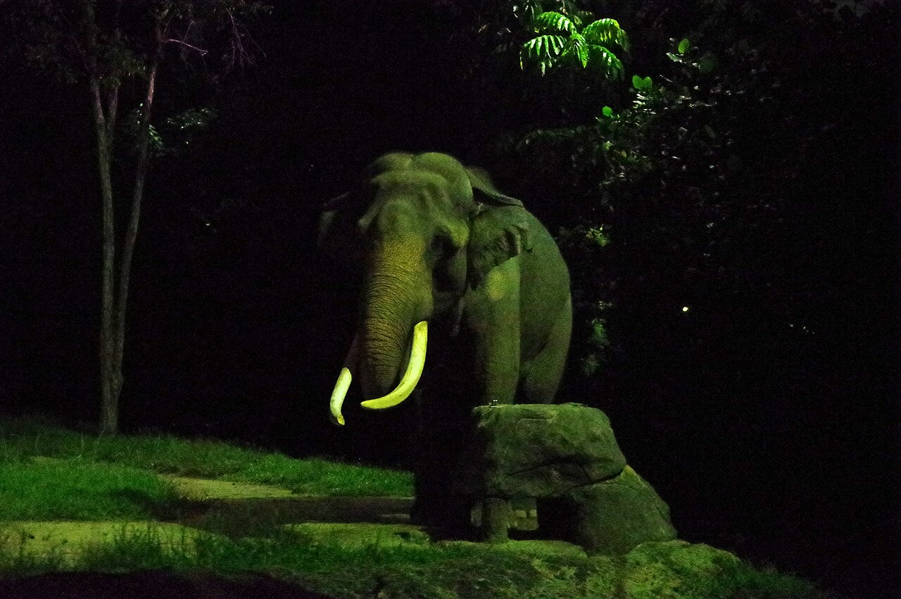 An Asian elephant with long tusks lit by gentle night lighting on a grassy hill at the Singapore Night Safari