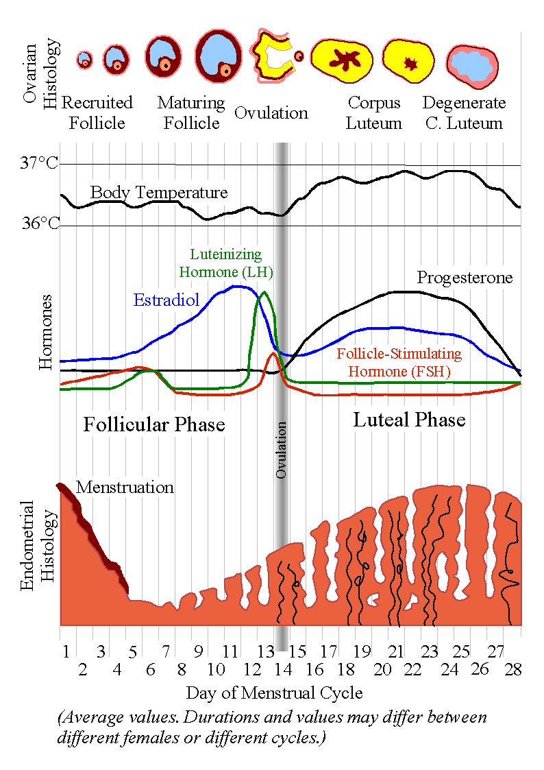 Ovulation and Your Fertile Window Explained