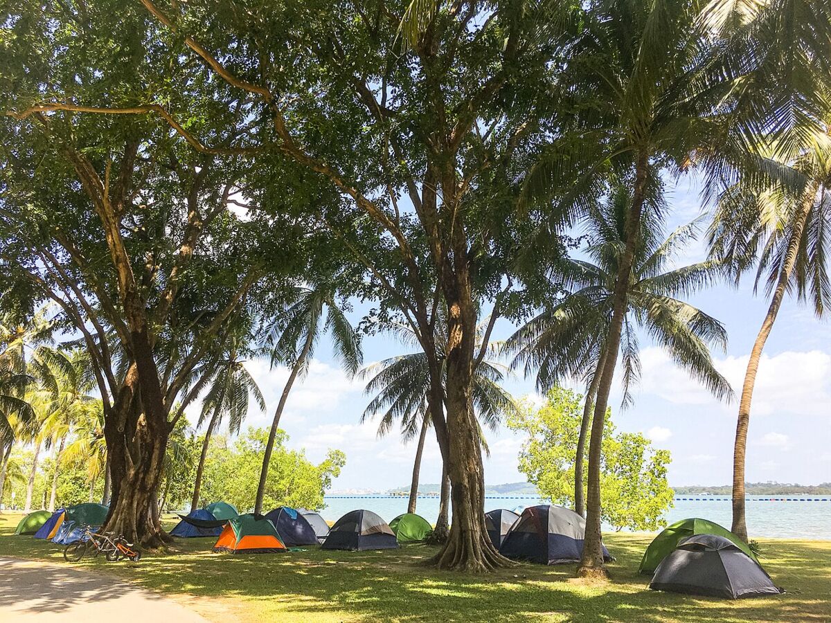 Tents pitched on the grass under shady trees beside the sea at the Pasir Ris Park camping area