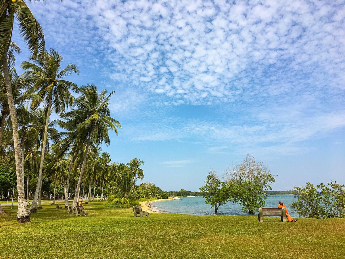 Grassy waterfront lawn lined with coconut palms and benches looking out to the sea at Pasir Ris Park