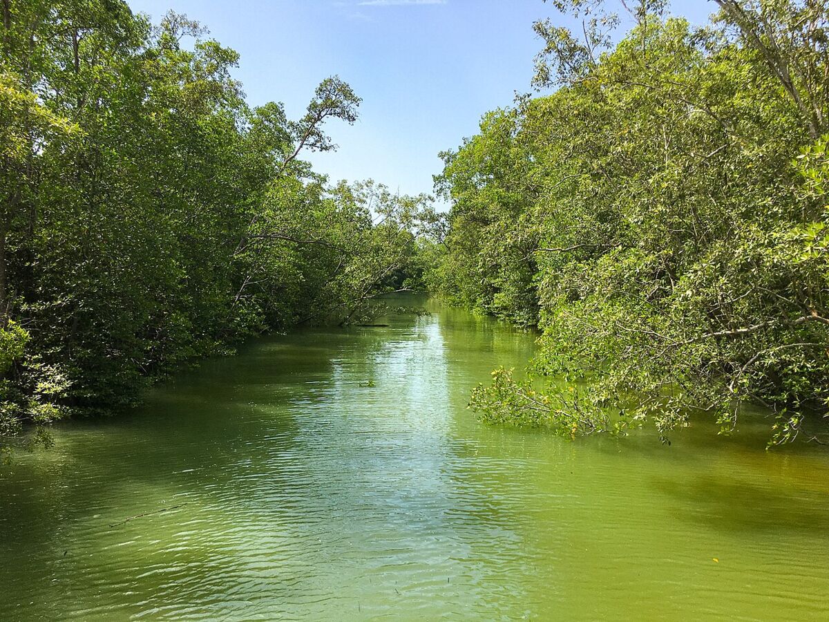 Green waterway flanked by dense mangrove vegetation in the Pasir Ris Park mangrove forest