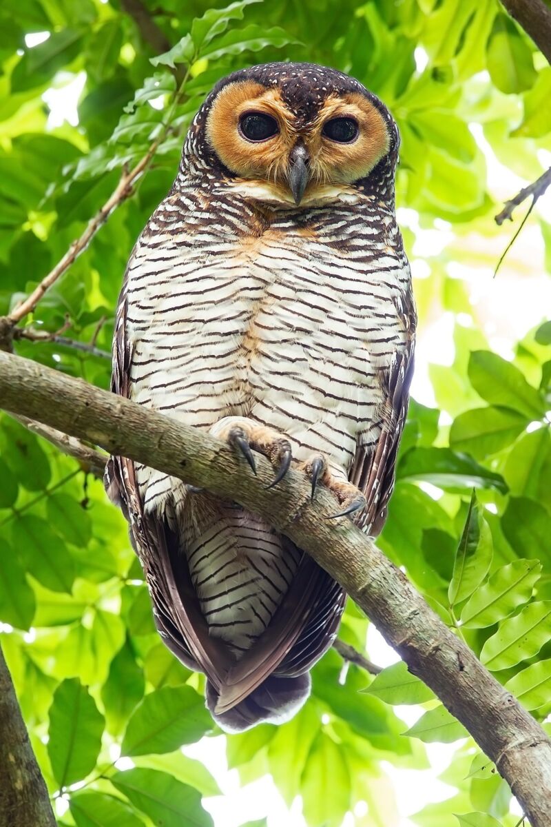 Spotted wood owl perched on a branch among green leaves in Pasir Ris Park