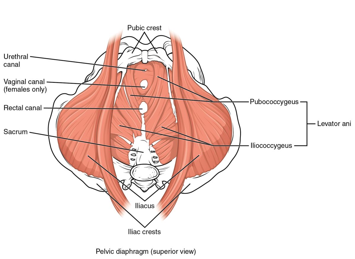 Muscles of the pelvic floor (diagram)