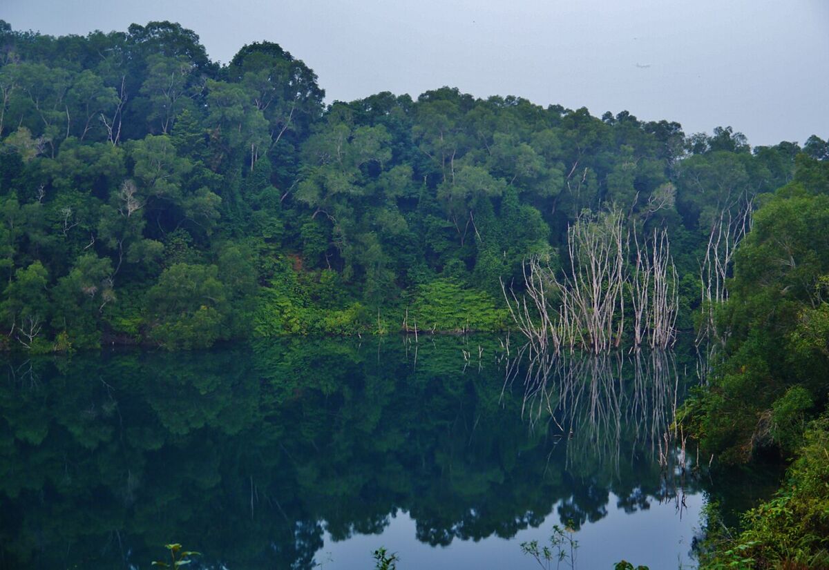 Calm green quarry lake at Pulau Ubin with bare tree trunks rising from the water amid lush forest