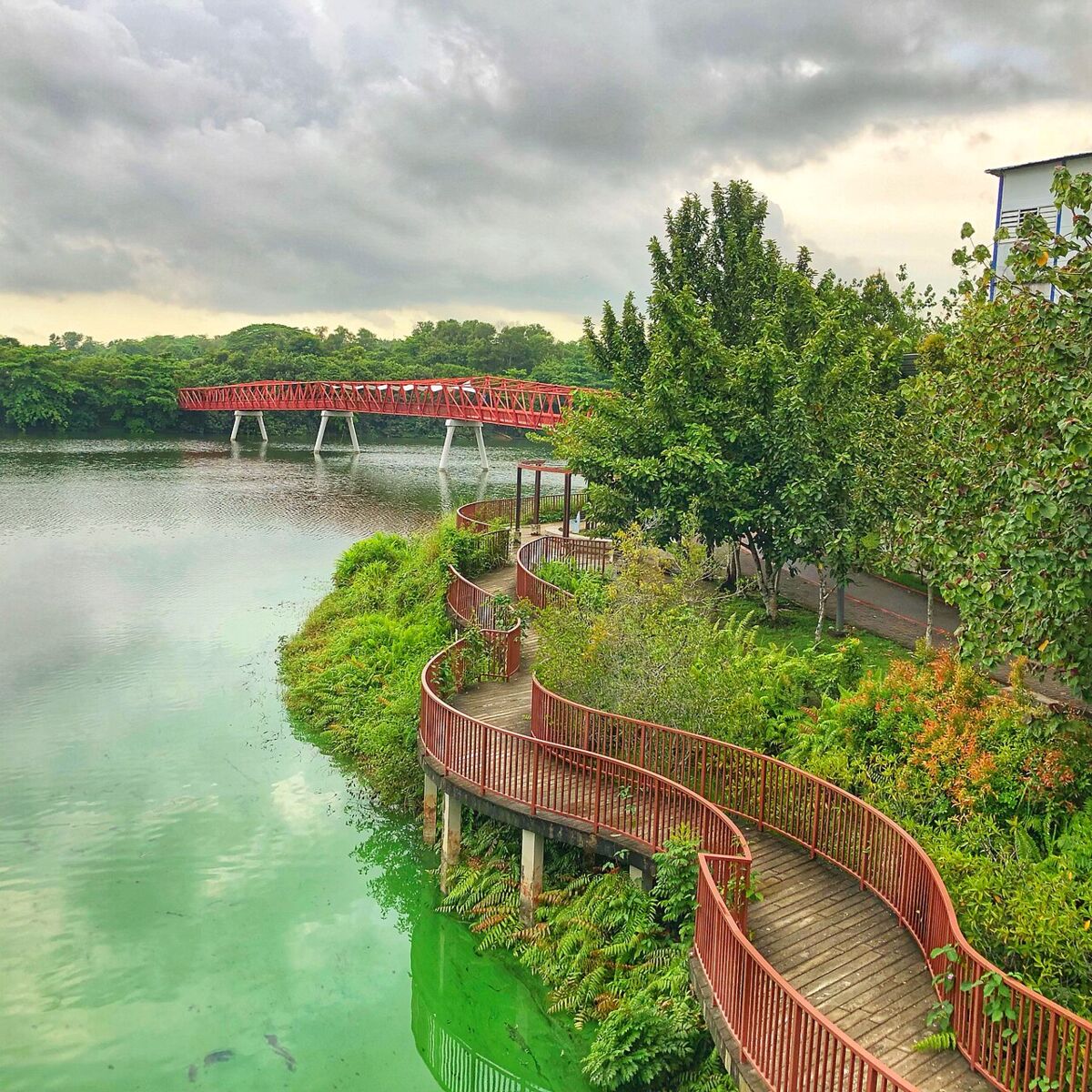 Red bridge and a winding lush boardwalk over green water at Punggol Waterway Park on an overcast day