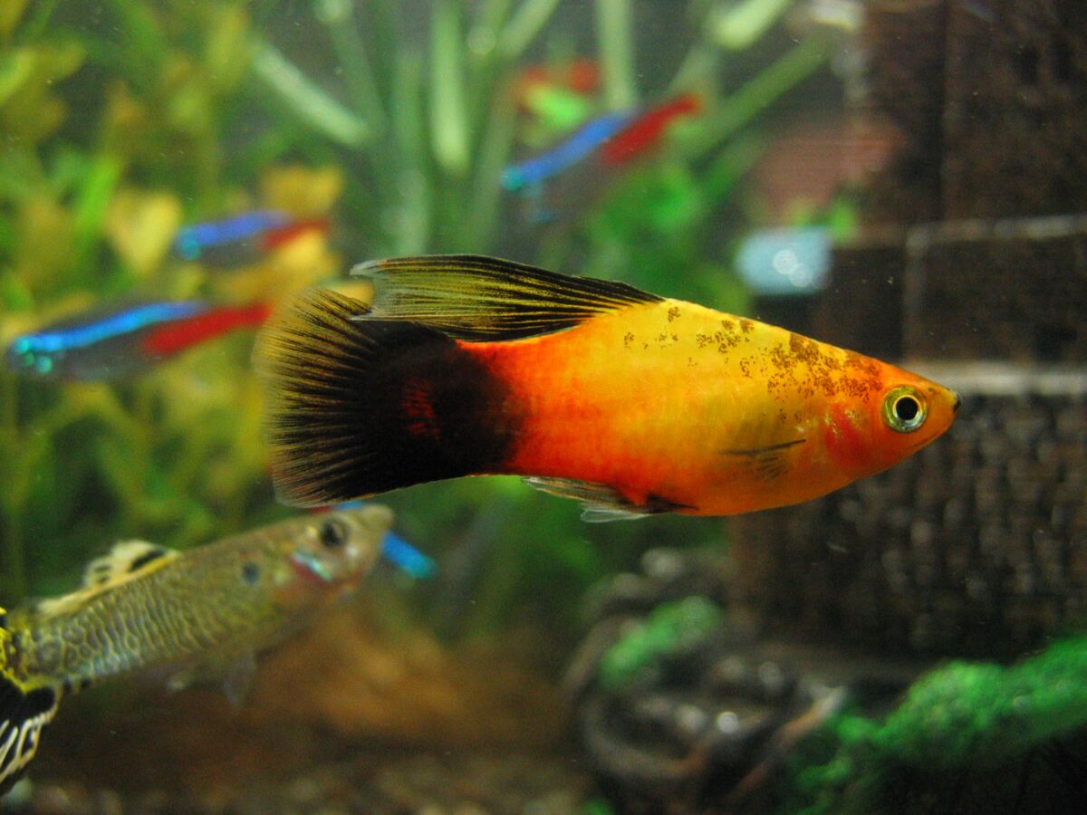 Ornamental fish