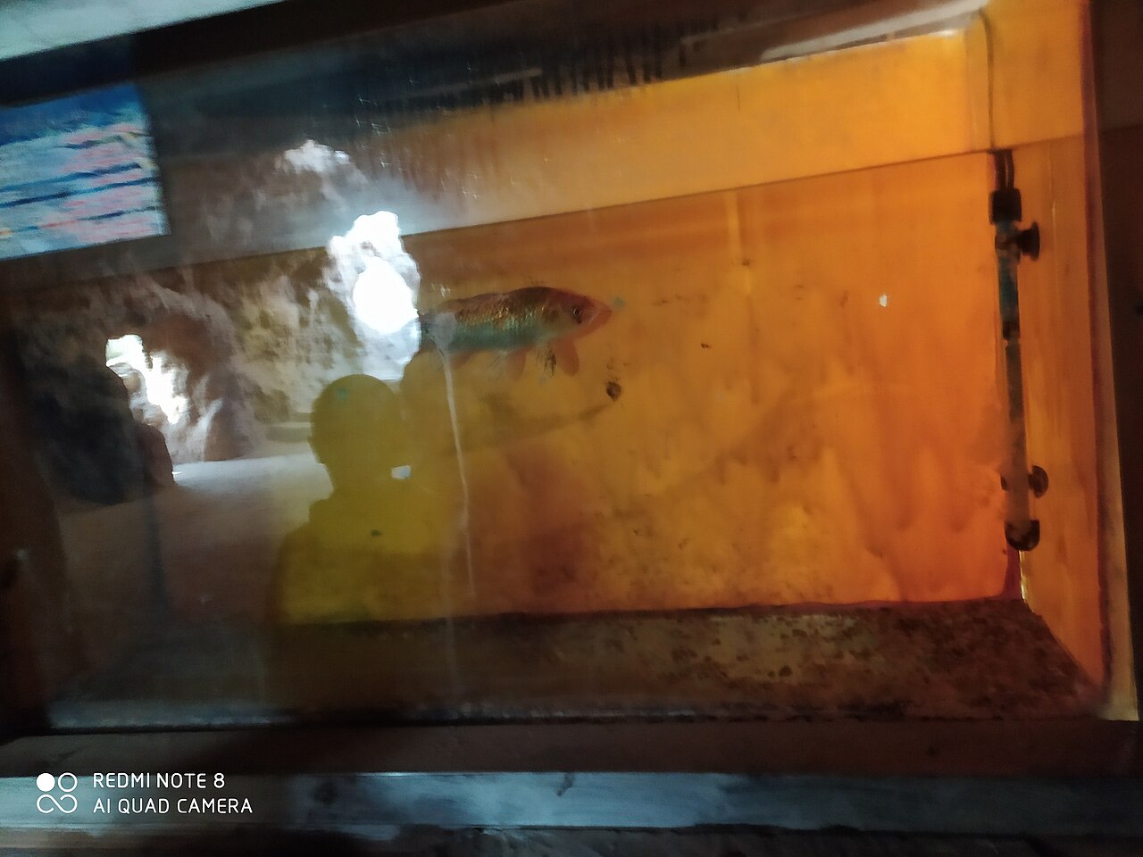 Colourful ornamental fish of the kind raised at Singapore fish farms