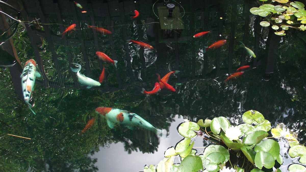 Qian Hu Fish Farm: A Family Guide to Longkang Fishing and More