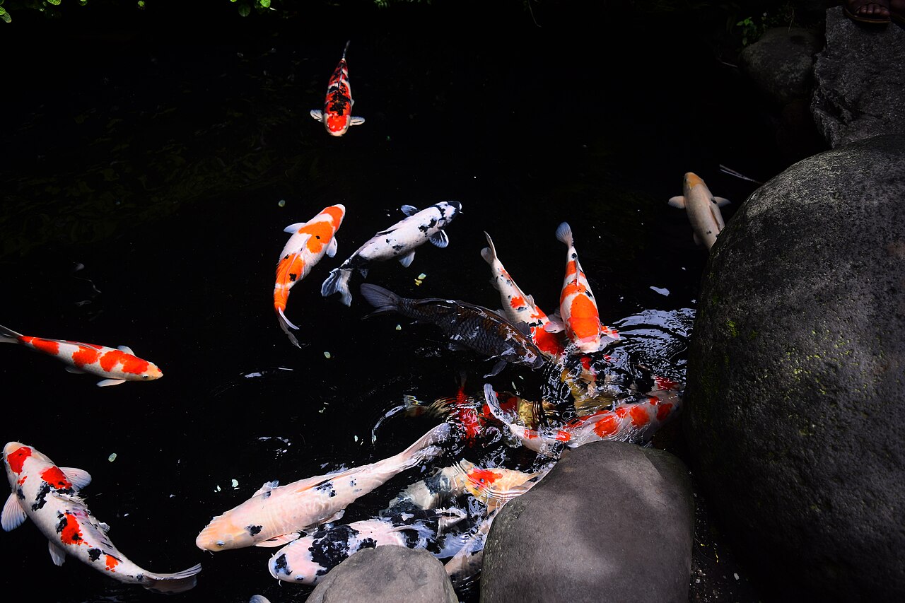 Koi gliding through a garden pond