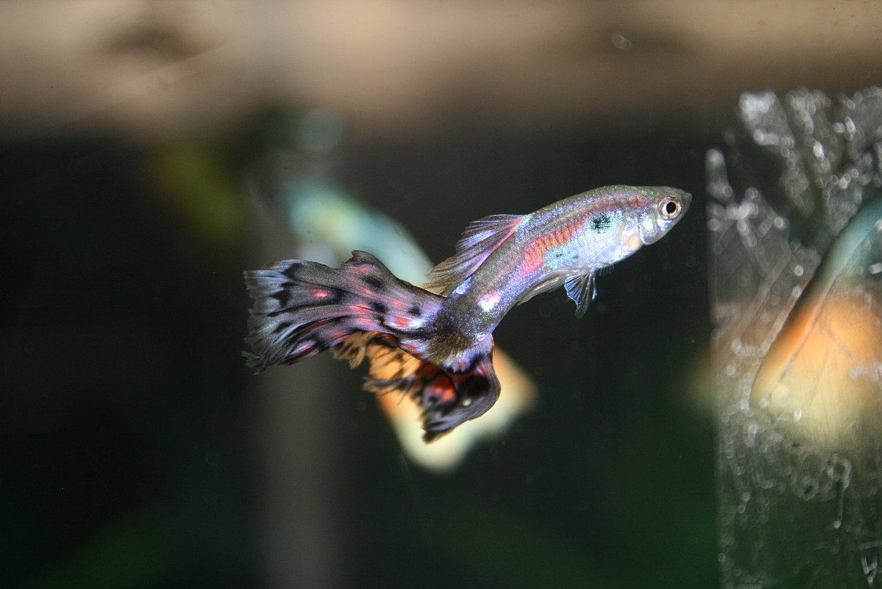 A guppy, one of the small fish children scoop during longkang fishing
