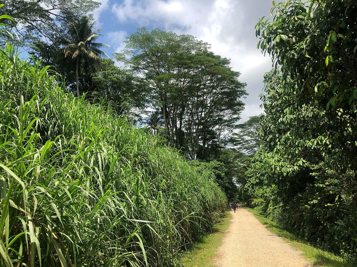 Gravel walking path on the Rail Corridor near the Former Ford Factory flanked by tall grass and trees