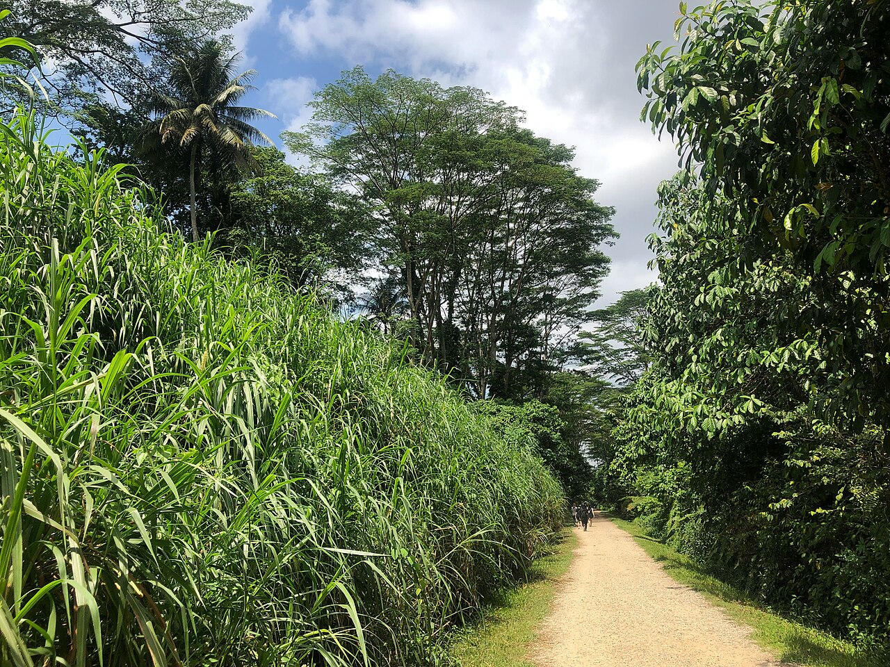 Gravel walking path on the Rail Corridor near the Former Ford Factory flanked by tall grass and trees