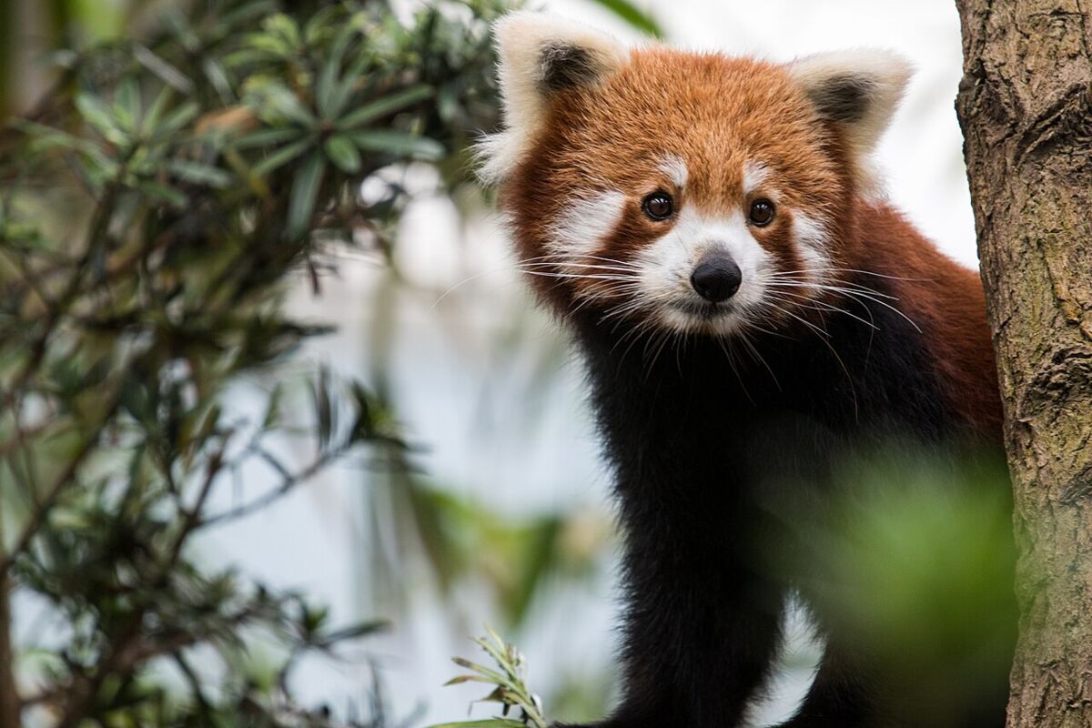 Close-up of a red panda perched in a tree at River Wonders (River Safari), Singapore