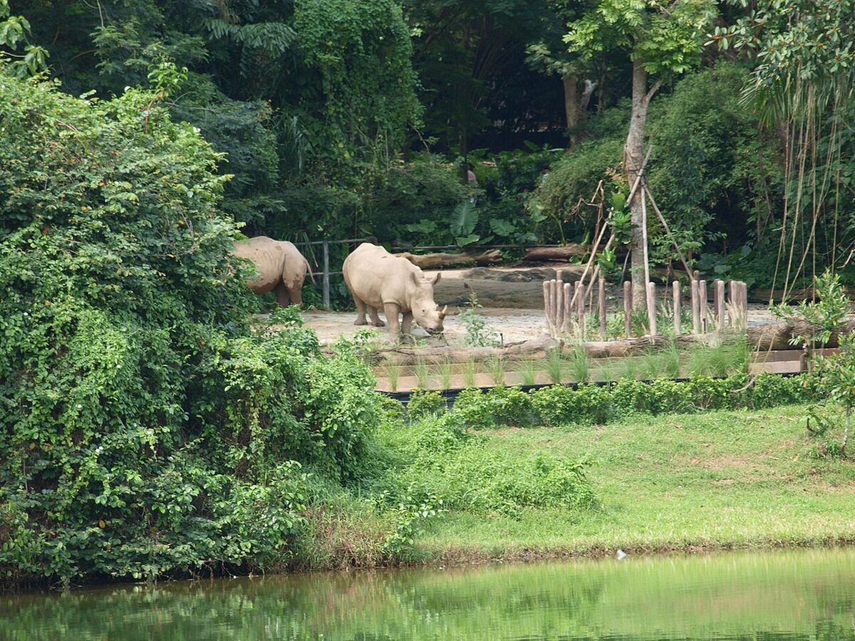 White rhinoceroses grazing in a green riverside habitat seen across the water at River Wonders, Singapore