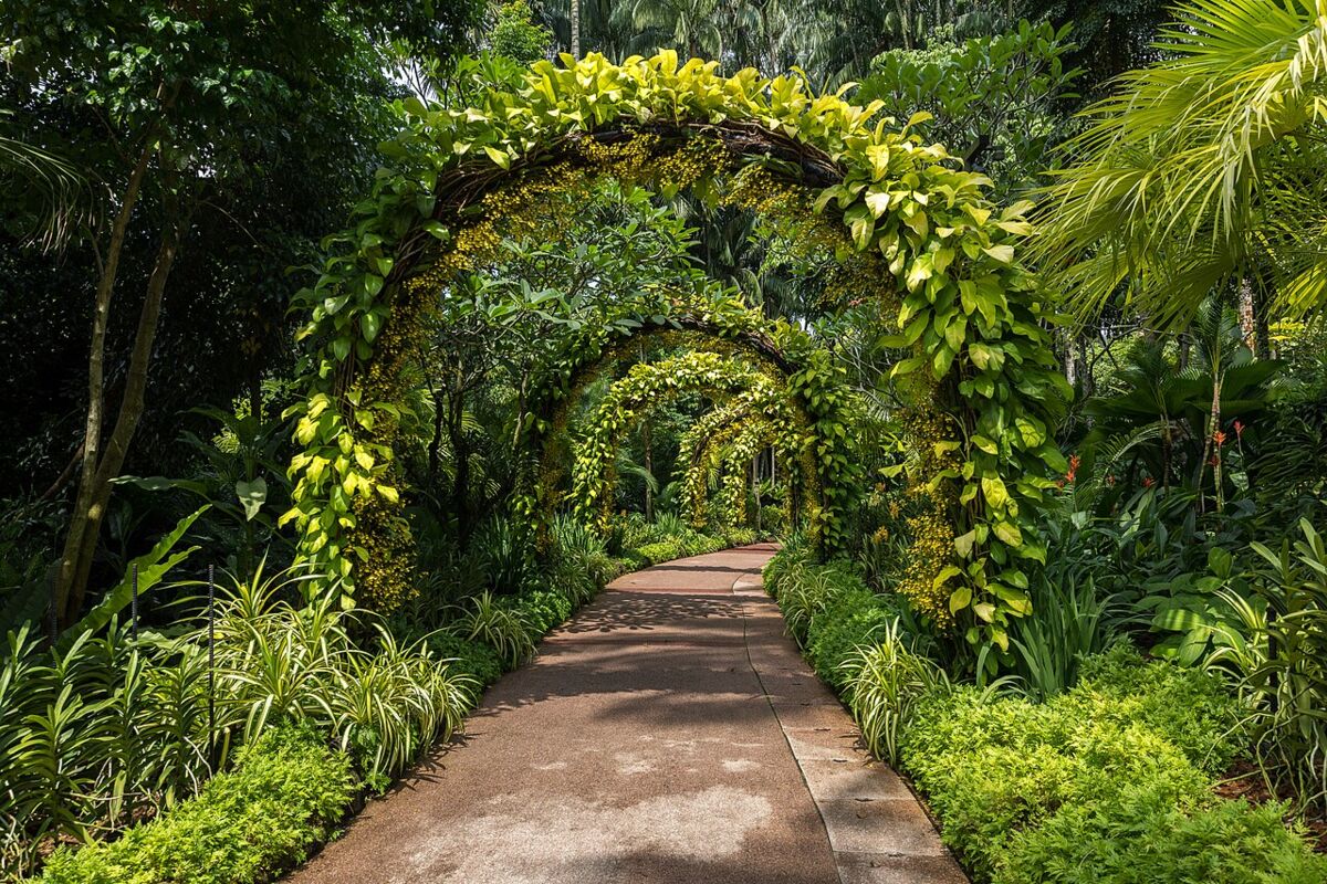 Walkway under arches covered in greenery at the National Orchid Garden, Singapore Botanic Gardens