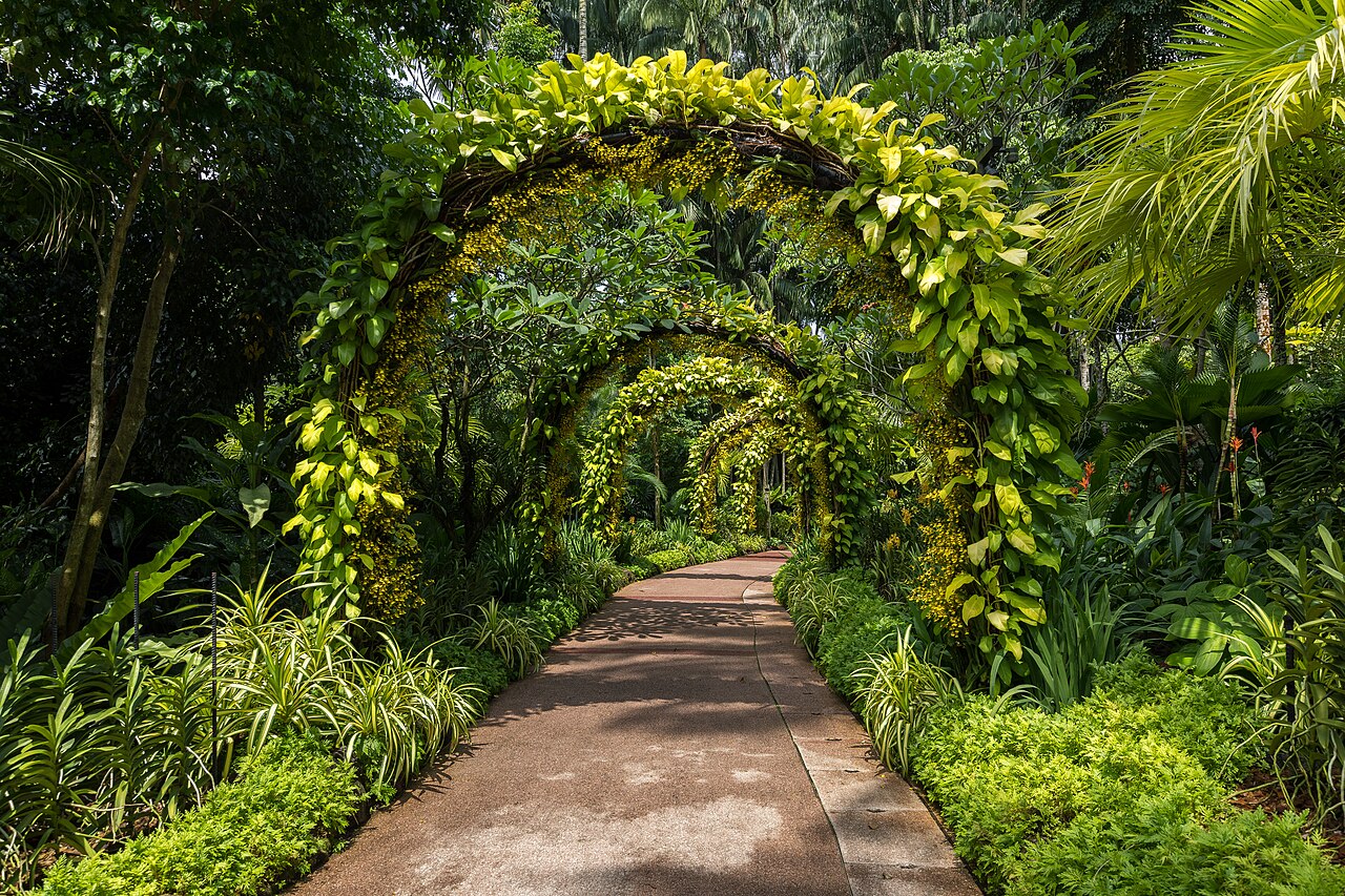 Walkway under arches covered in greenery at the National Orchid Garden, Singapore Botanic Gardens