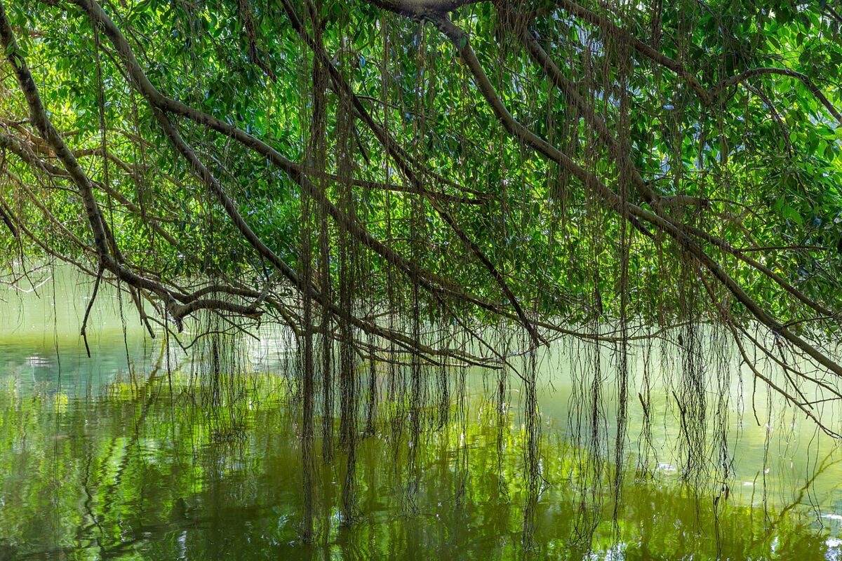 Drooping ficus branches and roots reflected in a green lake at Singapore Botanic Gardens